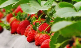 种草莓的视频,从播种到收获的视觉之旅